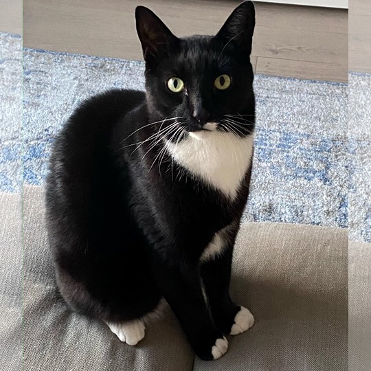 Smudge cat lost 27 july